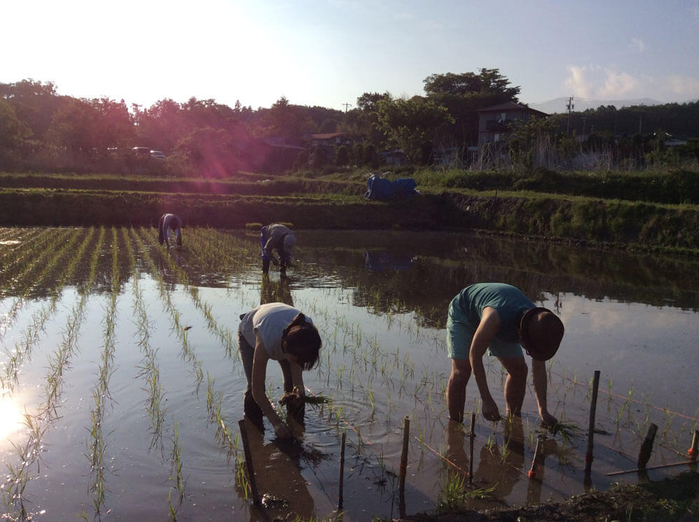 HarvestingRice