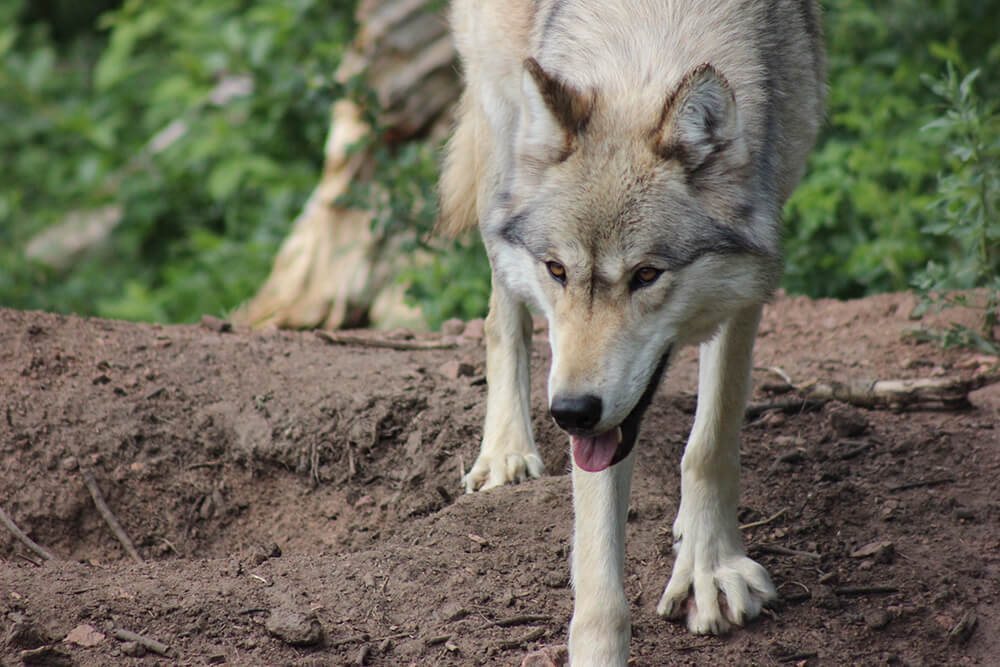 ISAK-Student-Voices-Wolves