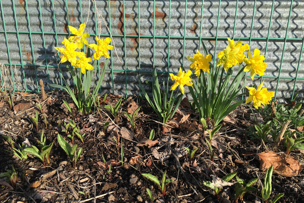 A sure sign of spring - daffodils are appearing!